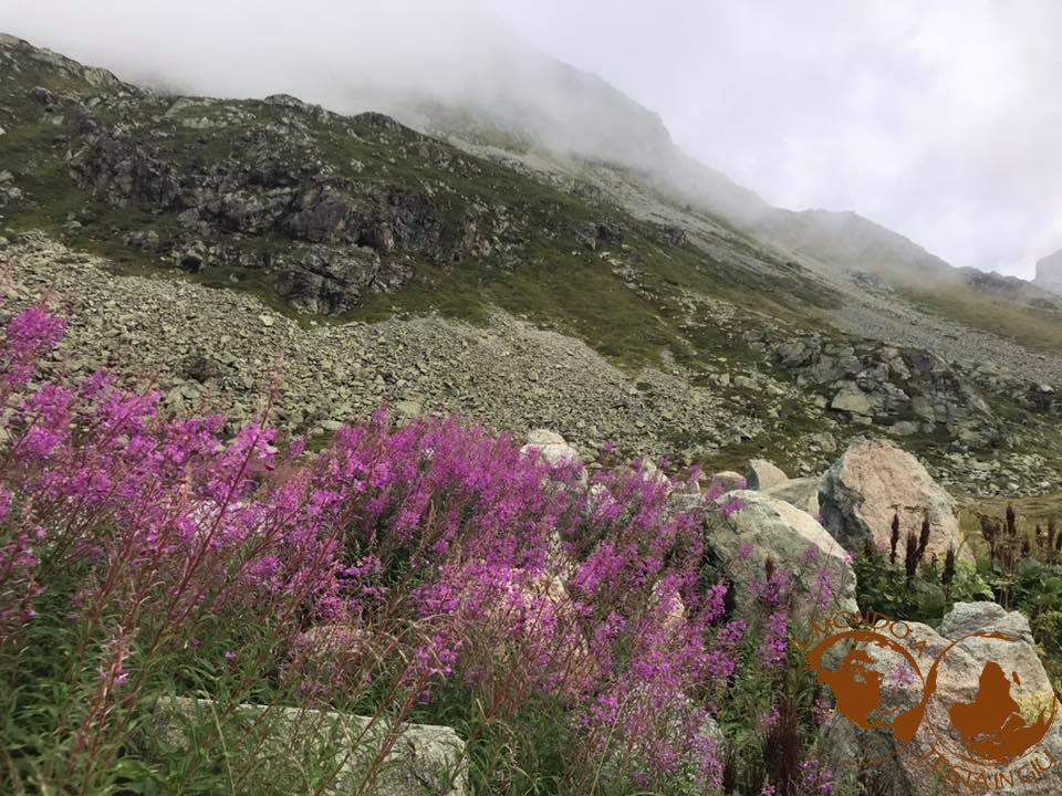 Paesaggio con flora alpina