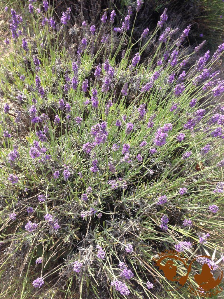Lavanda