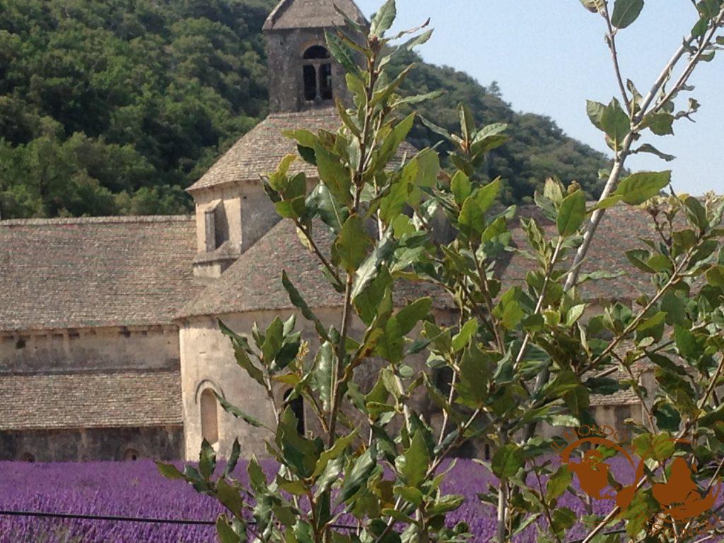 Contrasti di colori all'abbazia di Sénanque