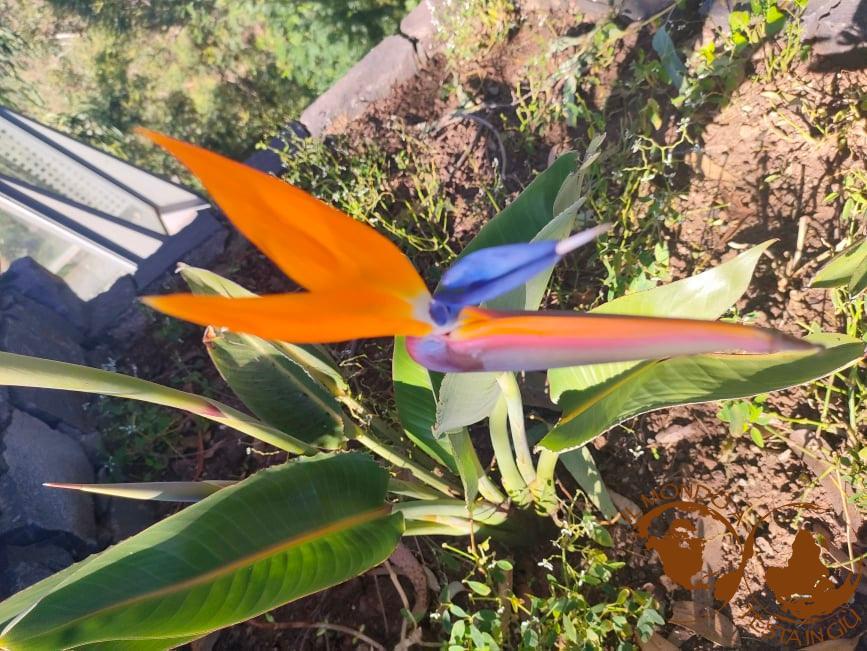 Strelitzia fiore simbolo dell'Isola di Madeira
